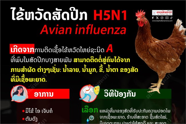 Lào phát hiện dịch cúm gia cầm H5N1 (07/02/2024)